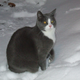 Illustration for article titled Did Zeolite kill Cruiser the cat?